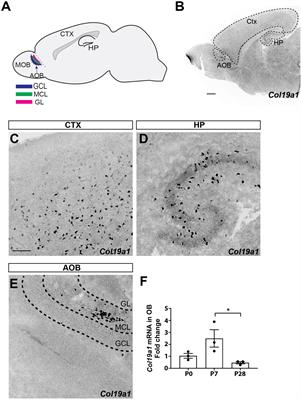 Collagen XIX is required for pheromone recognition and glutamatergic synapse formation in mouse accessory olfactory bulb
